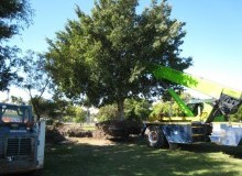 Kwikfynd Tree Management Services
gunnewin