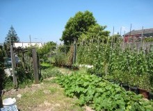 Kwikfynd Vegetable Gardens
gunnewin